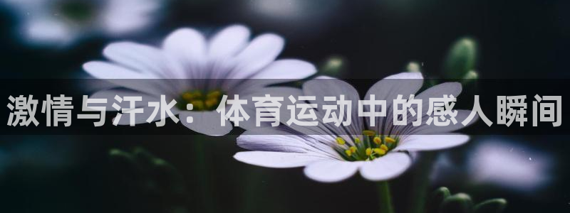 三亿体育：激情与汗水：体育运动中的感人瞬间